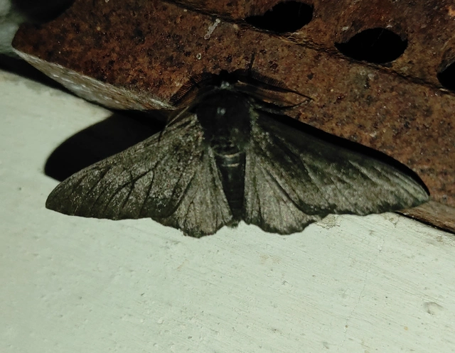 szürkepettyes araszoló - Biston betularia