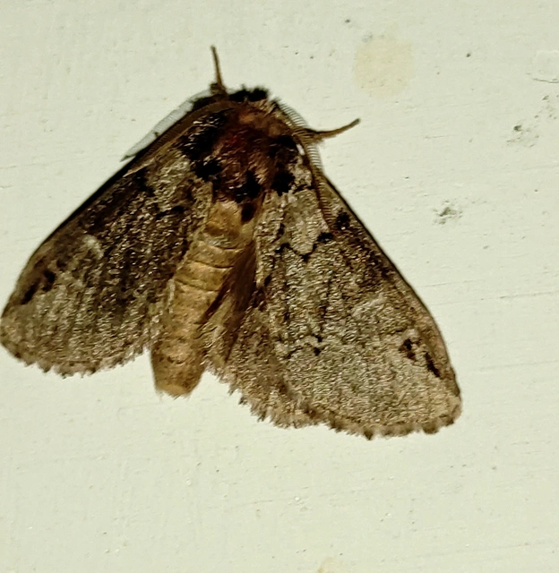 feketefoltos púposszövő - Drymonia obliterata