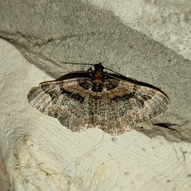 piros tarkaaraszoló - Catarhoe rubidata