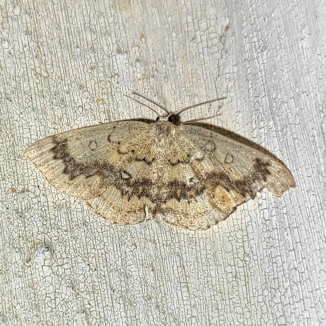 gyűrűs pettyesaraszoló - Cyclophora annularia
