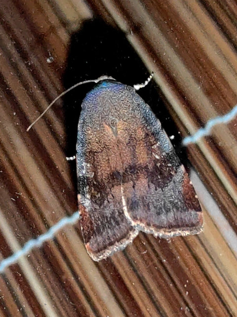 Noctua janthe/janthina