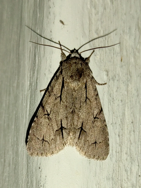 Acronicta cuspis/tridens/psi
