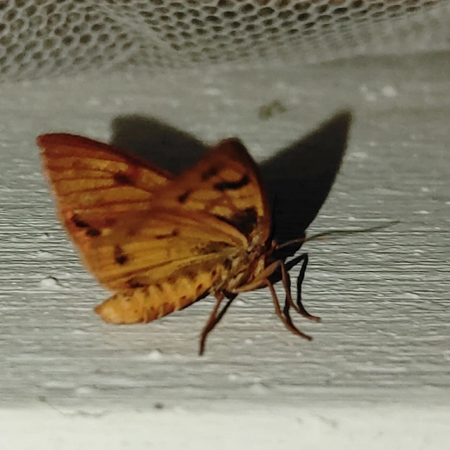 vörösszélű medvelepke - Diacrisia sannio