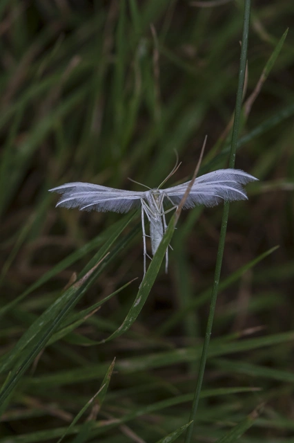 Pterophorus pentadactyla - fehér tollasmoly