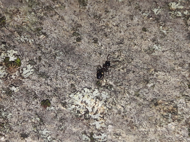Dolichoderus quadripunctatus - négypettyes erdeihangya