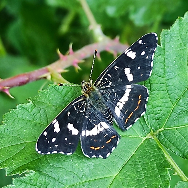 Araschnia levana - pókhálós lepke