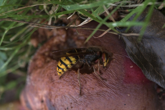 Vespa crabro - lódarázs
