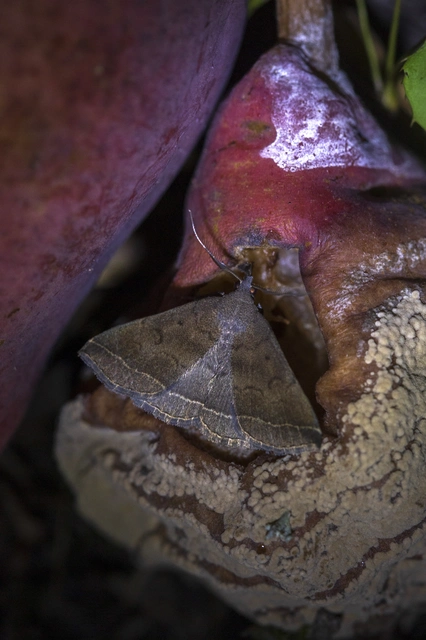 Pechipogo plumigeralis - tollascsápú karcsúbagoly