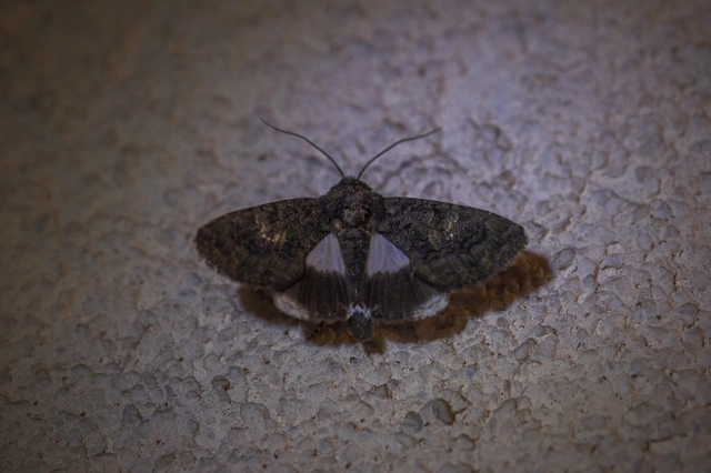 Anophia leucomelas - déli folyófűbagoly