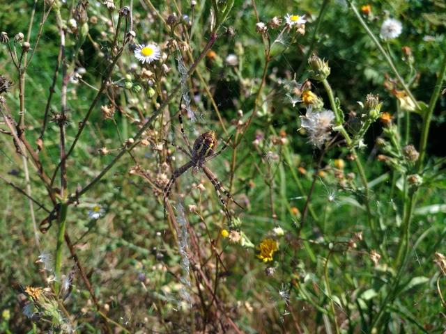 Argiope bruennichi - darázspók