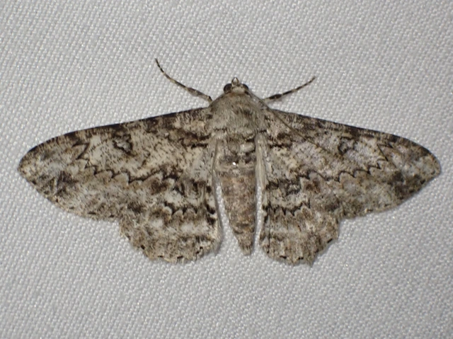 Ascotis selenaria - holdas faaraszoló