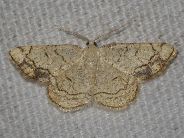 Stegania dilectaria - fehérnyár-araszoló