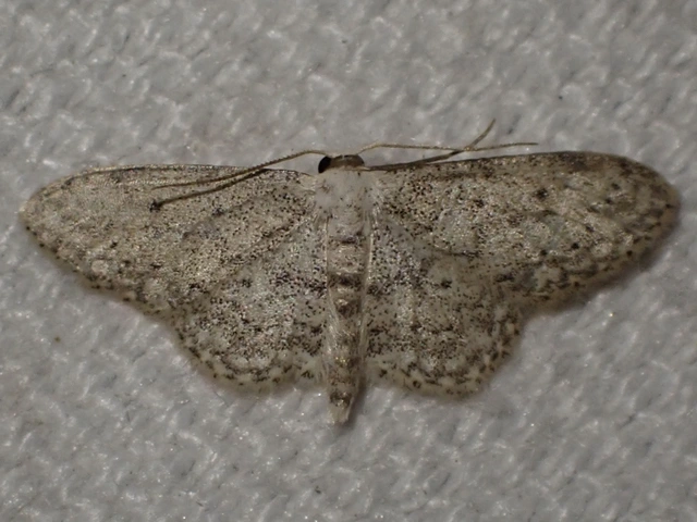 szürke apróaraszoló - Idaea seriata