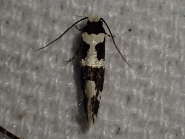 magyarmoly - Neurothaumasia ankerella