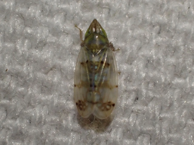 Japananus hyalinus