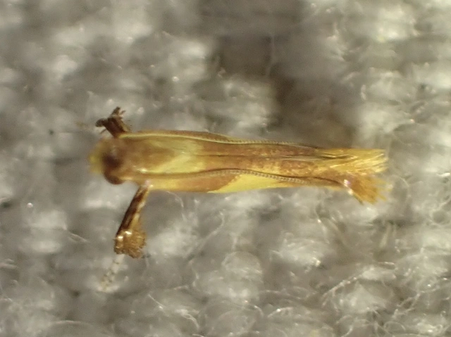 Caloptilia