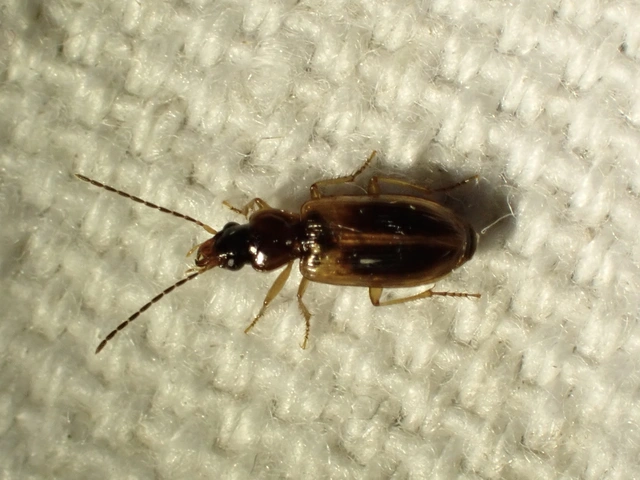 Anthracus consputus - nyerges kisdedfutó