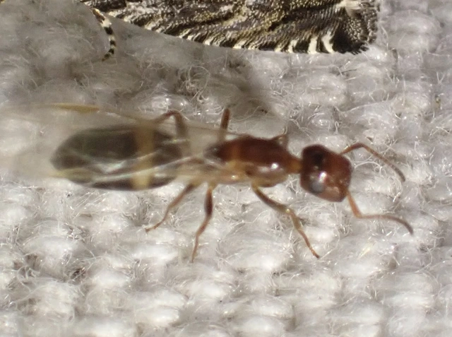 Colobopsis truncata - kapushangya