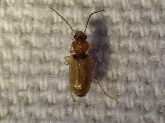 Anthracus consputus - nyerges kisdedfutó