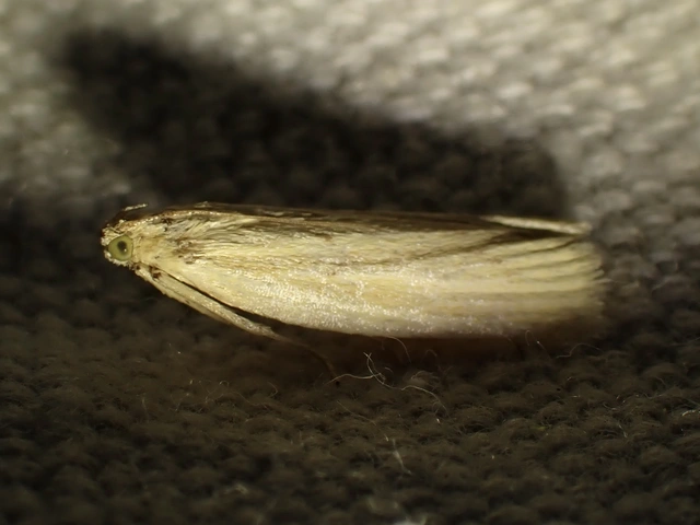 kúposfejű karcsúmoly - Ematheudes punctella