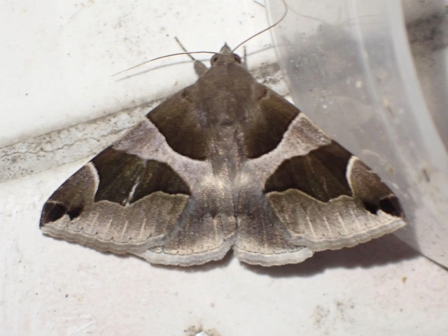 Dysgonia algira - déli porcelánbagoly