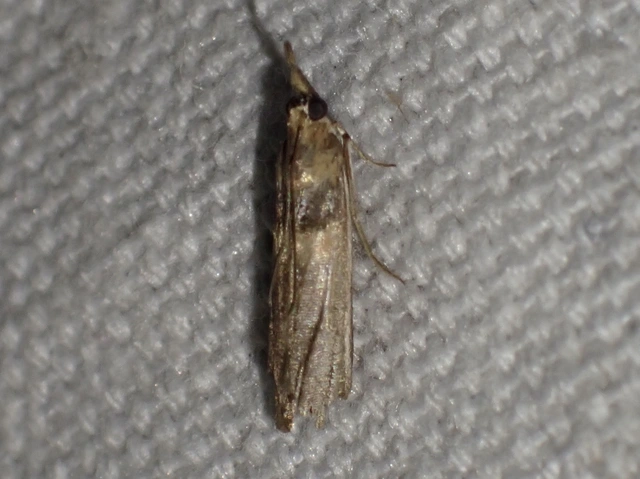 Etiella zinckenella - akácmoly