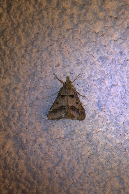 Stemmatophora brunnealis - barna fényilonca