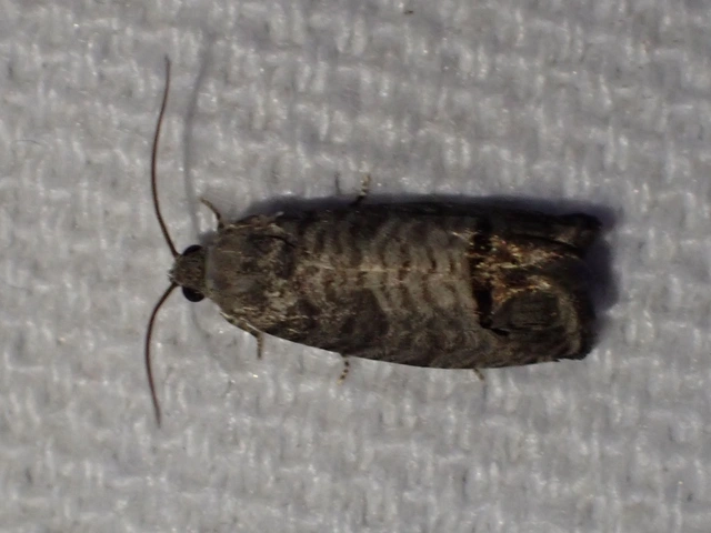 Cydia pomonella - almamoly