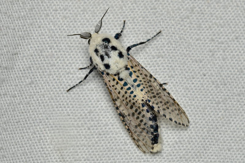 Zeuzera pyrina - almafarontólepke