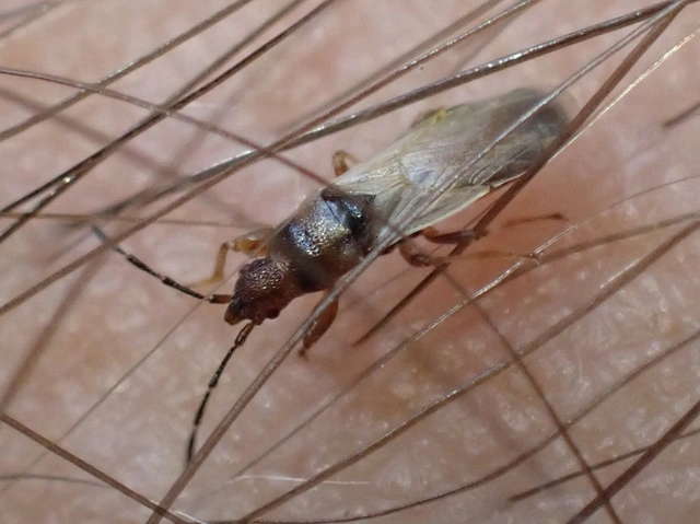 Brachyplax tenuis