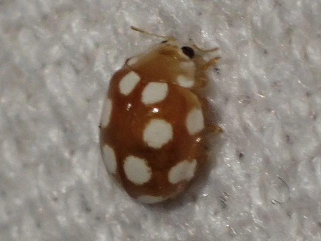 Vibidia duodecimguttata - tizenkétcseppes füsskata