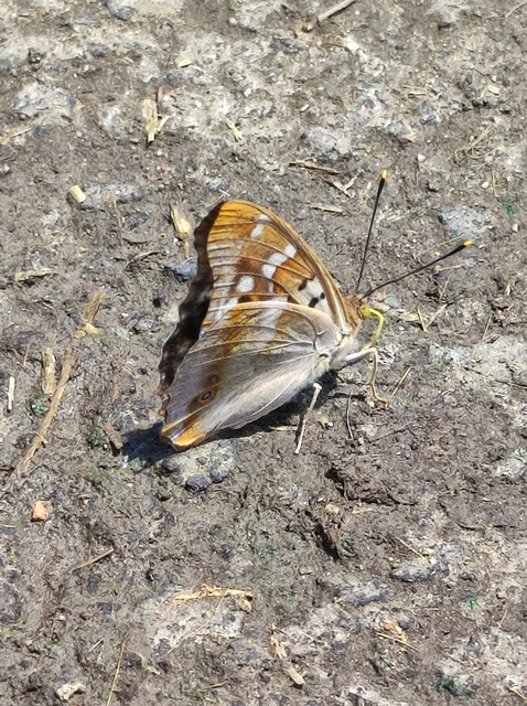 Apatura ilia - kis színjátszólepke