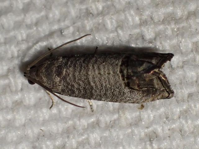 almamoly - Cydia pomonella