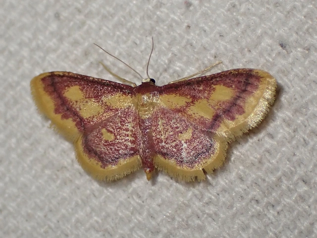 mocsári pirosaraszoló - Idaea muricata