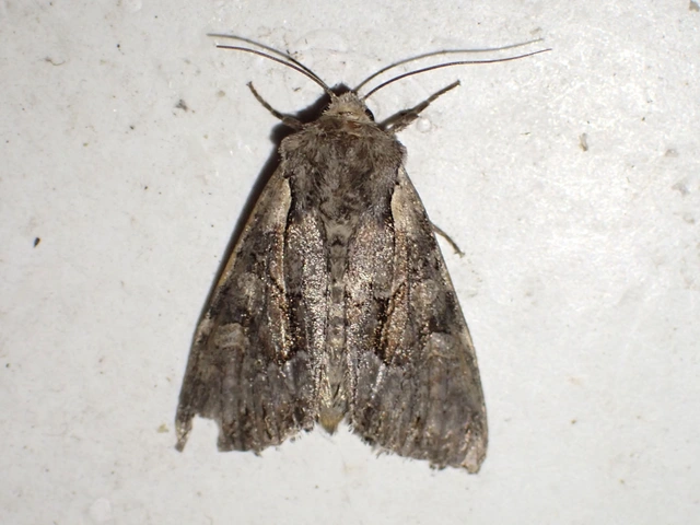 rekettyebagoly - Lacanobia w-latinum