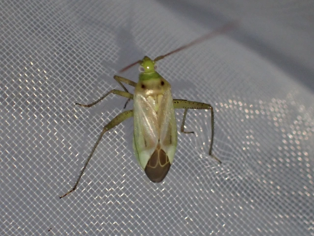 Adelphocoris lineolatus - lucernapoloska