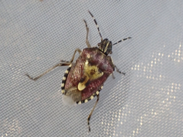 Dolycoris baccarum - közönséges bogyómászó-poloska Dolycoris baccarum - közönséges bogyómászó-poloska