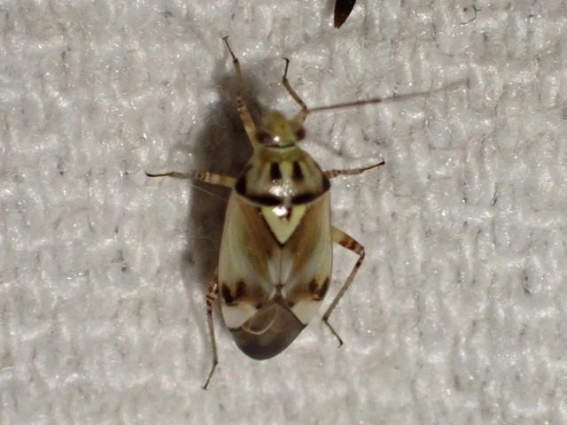 Lygus pratensis - változó mezeipoloska