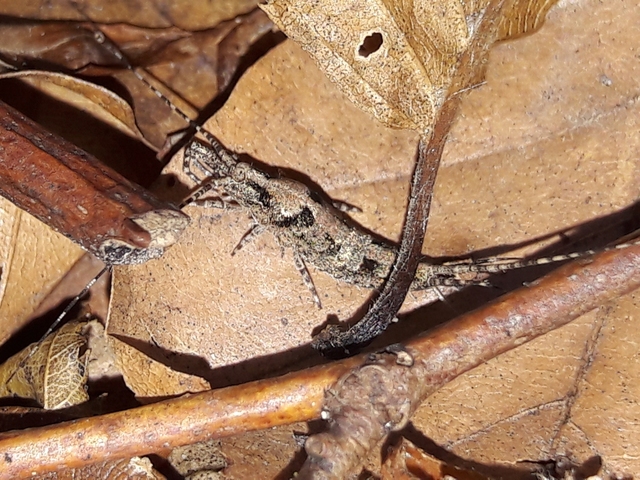 Archaeognatha - Ugróősrovarok