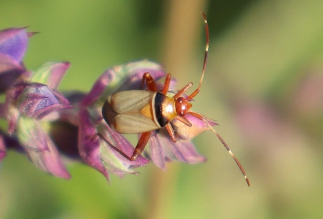 Adelphocoris vandalicus - feketevállú mezeipoloska