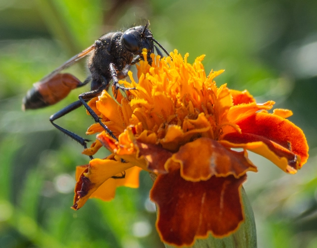Sphecidae - kaparódarazsak