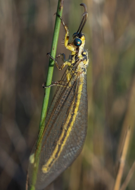 Myrmecaelurus trigrammus - hangyafarkas