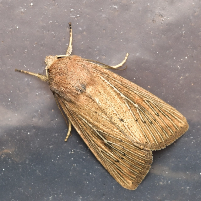 Leucania obsoleta - pontozott rétibagoly