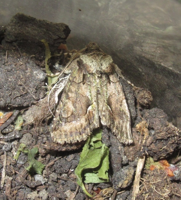 Allophyes oxyacanthae - galagonyabagoly