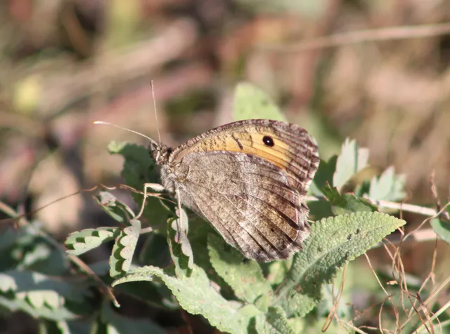 Arethusana arethusa - közönséges szemeslepke