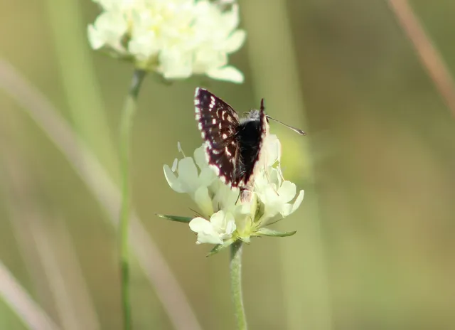 Spialia orbifer - törpe busalepke