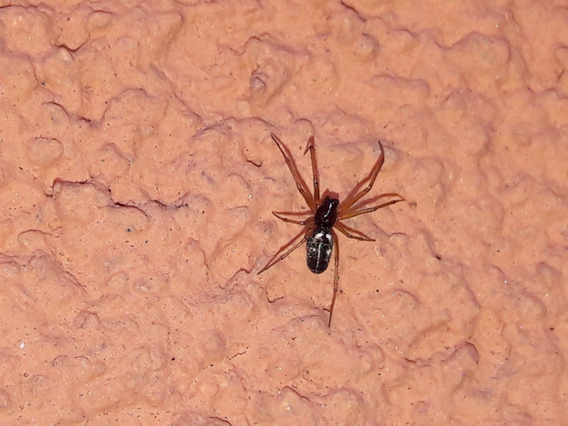 Linyphiidae - vitorláspókok