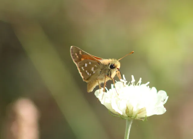 Hesperia comma - vesszős busalepke