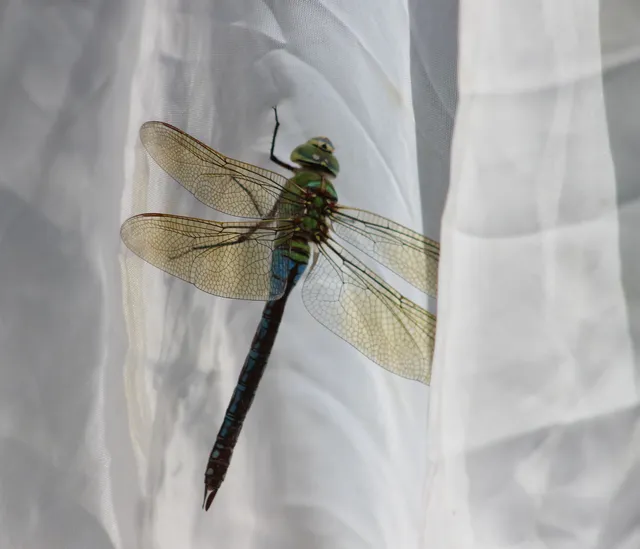 Anax imperator - zöld óriásacsa