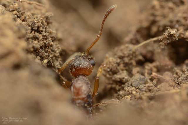 Myrmica ruginodis - erdei bütyköshangya